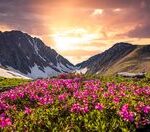 Valley of Flowers Trek